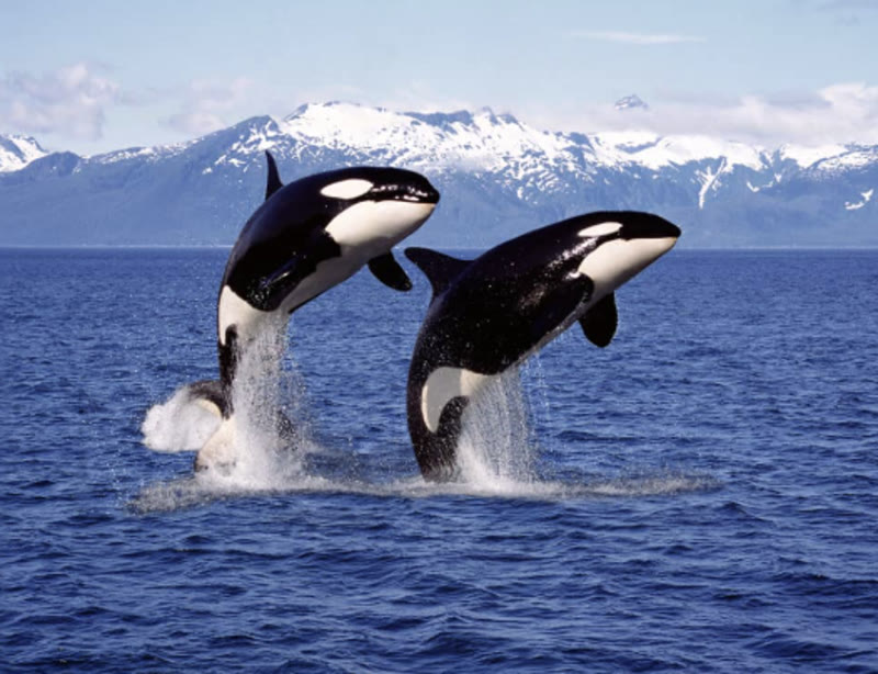 Two orcas breaching out of the water with snowy mountains in the background